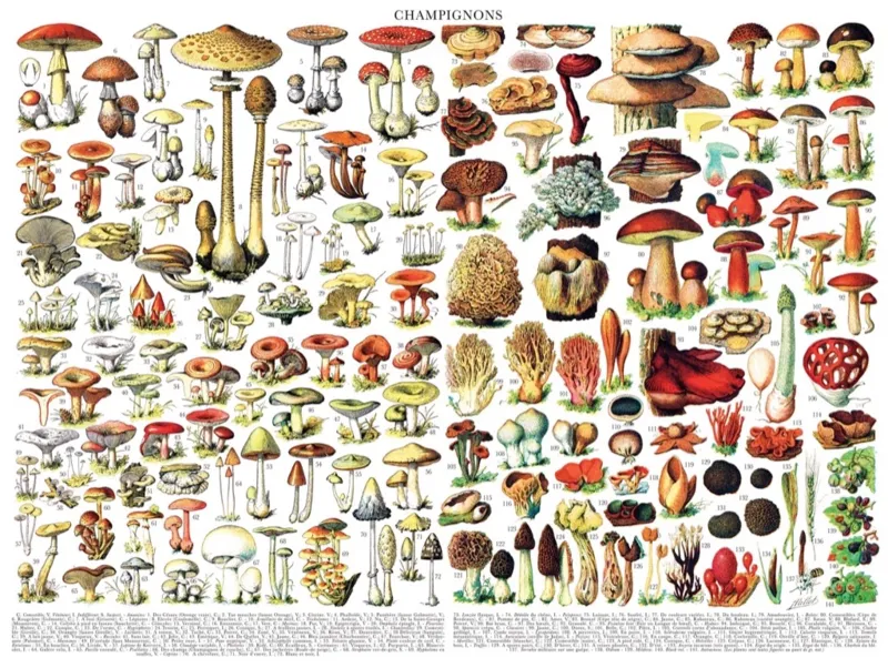 Mushrooms - Champignons
