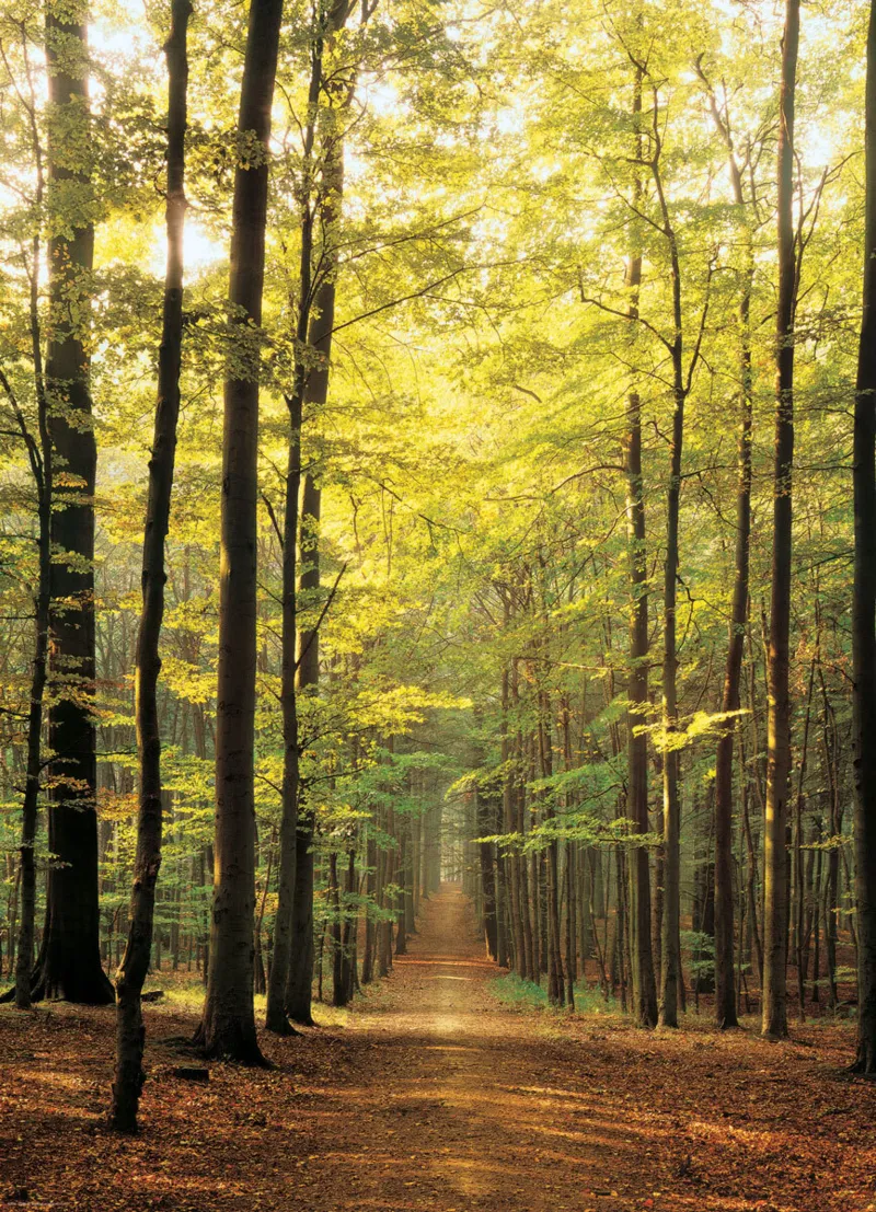 Im Wald