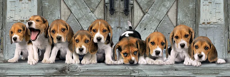 Beagles
