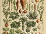 Abbildung aus dem Larousse pour Tous: Gemüse und Gemüsepflanzen, 19. Jahrhundert