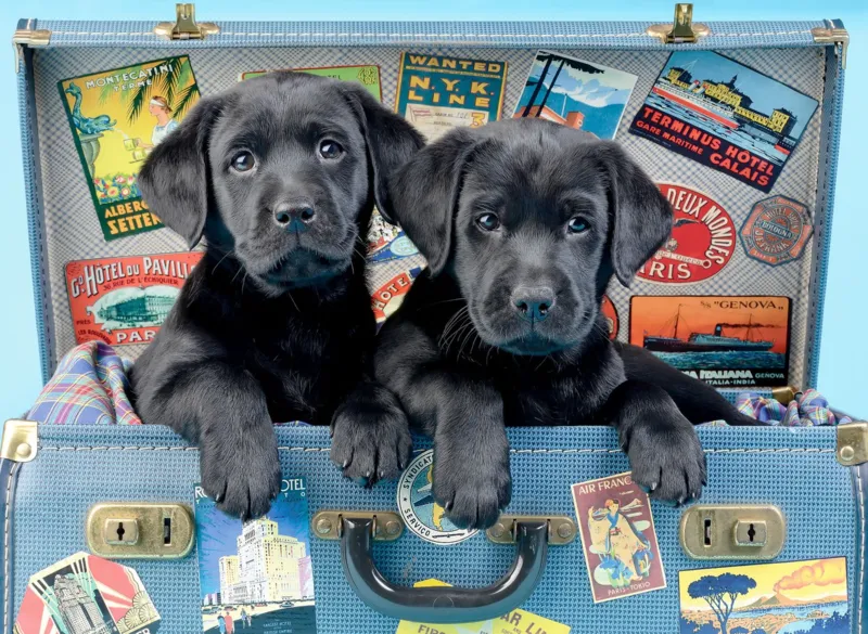 Travel Labs