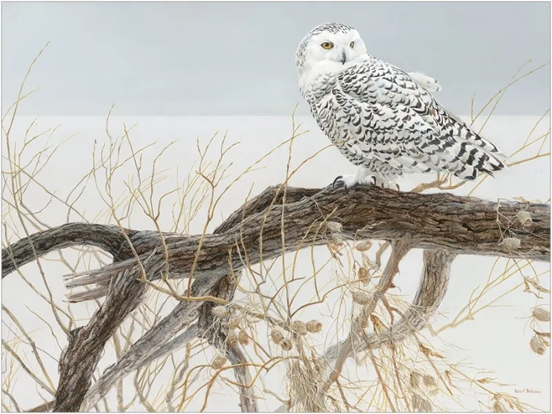 XXL Teile - Fallen Willow Snowy Owl