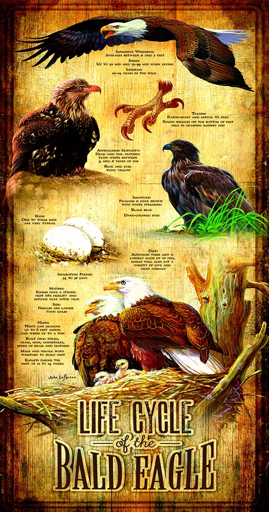 XXL Teile - Life Cycle of the Bald Eagle