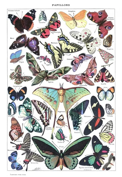 Illustration aus dem Larousse pour Tous: Schmetterlinge, 1907-1910