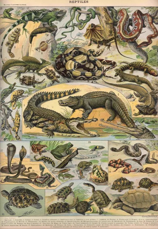 Illustration aus dem Nouveau Larousse Illustré: Reptilien, 1897-1904