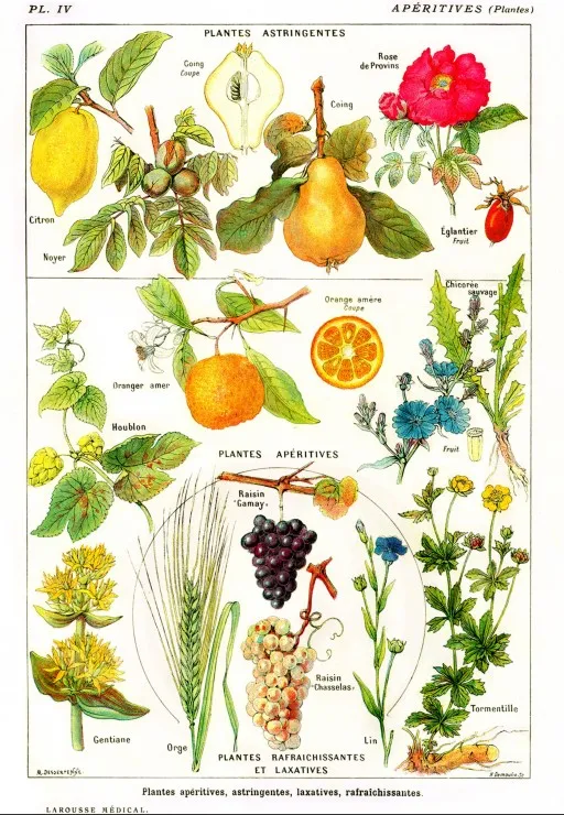 Abbildung aus Larousse Medical Illustré: Adstringierende und adstringierende Pflanzen, 1912