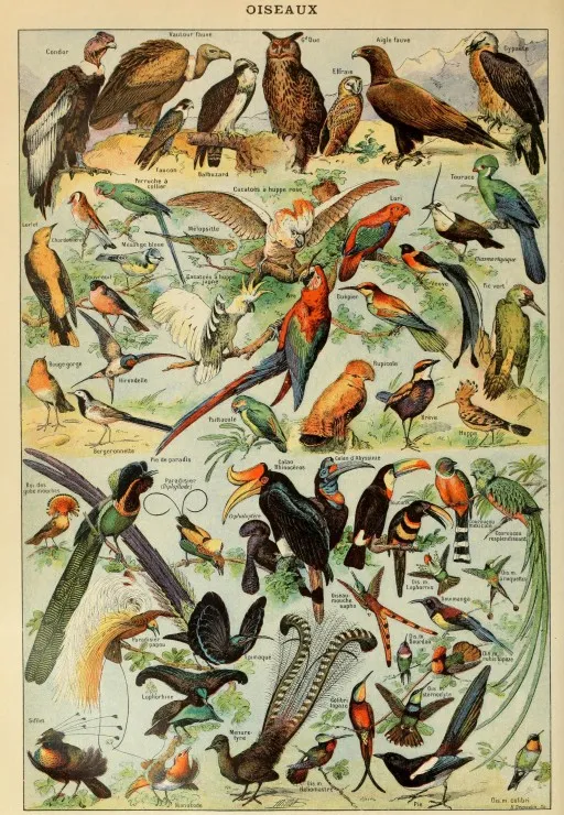 Abbildung aus dem Larousse pour Tous: Vögel, 19. Jahrhundert