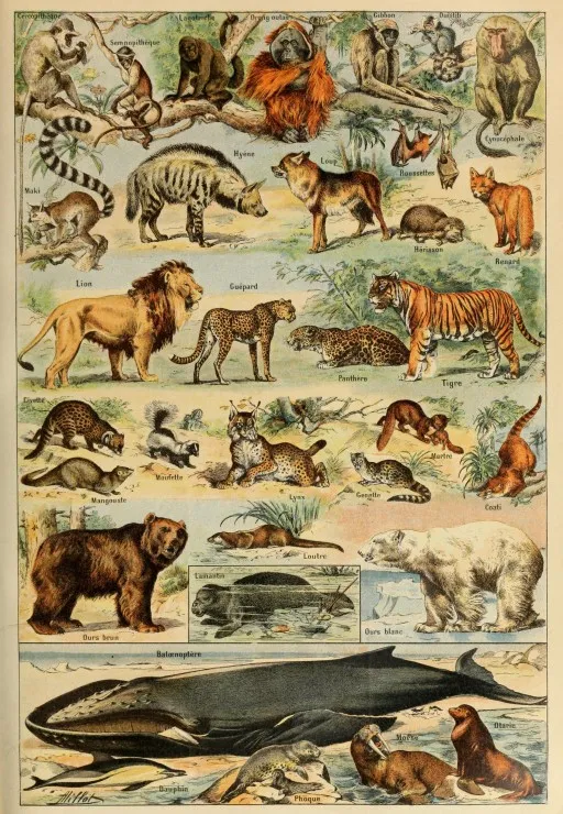 Abbildung aus dem Larousse pour Tous: Säugetiere, 19. Jahrhundert