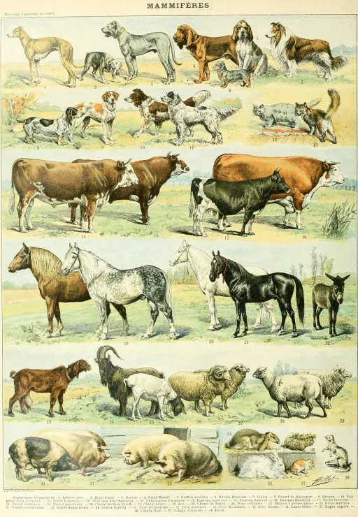 Abbildung aus dem Larousse pour Tous: Säugetiere, 19. Jahrhundert