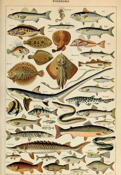Illustration aus dem Larousse pour Tous: Fische, 19. Jahrhundert