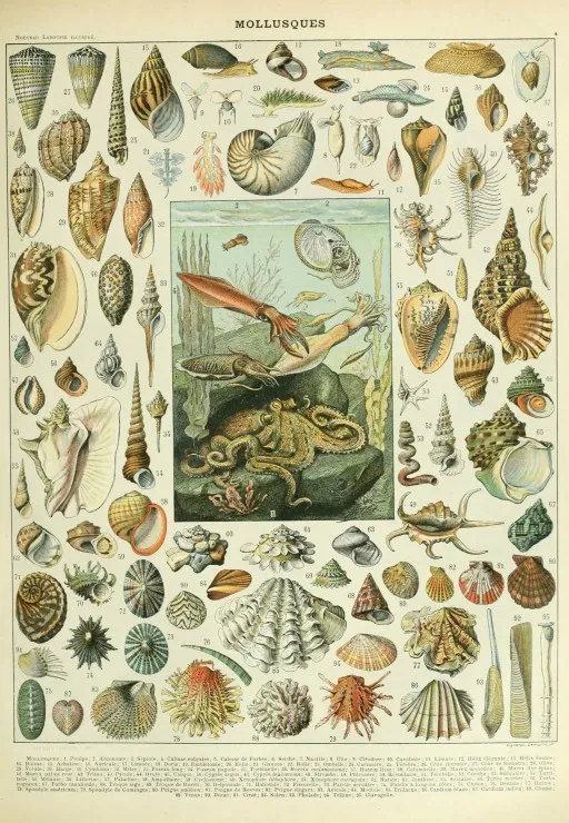 Abbildung aus dem Nouveau Larousse Illustré: Mollusken, 19. Jahrhundert