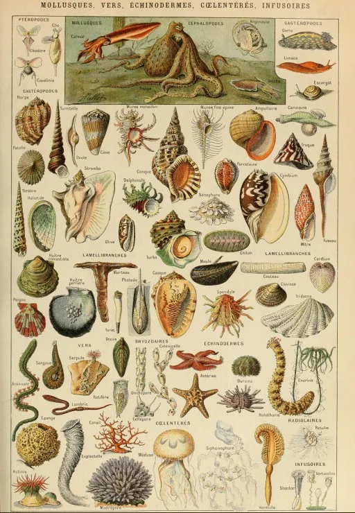 Abbildung aus dem Larousse pour Tous: Mollusken, 19. Jahrhundert