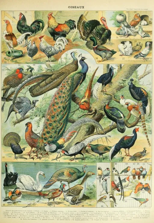 Abbildung aus dem Nouveau Larousse Illustré: Vögel, 19. Jahrhundert