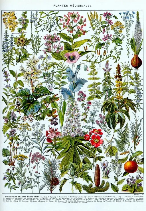 Illustration aus Larousse: Heilpflanzen