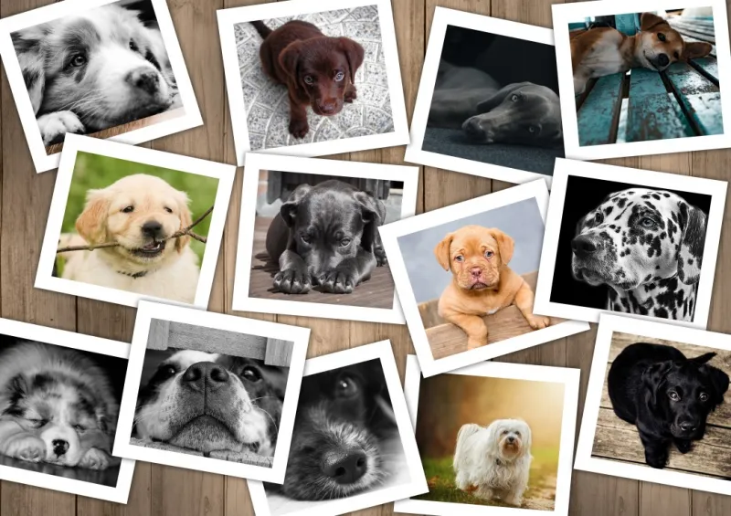 Hunde