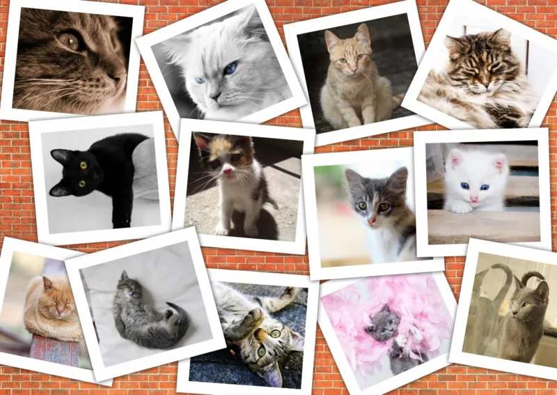 Katzen
