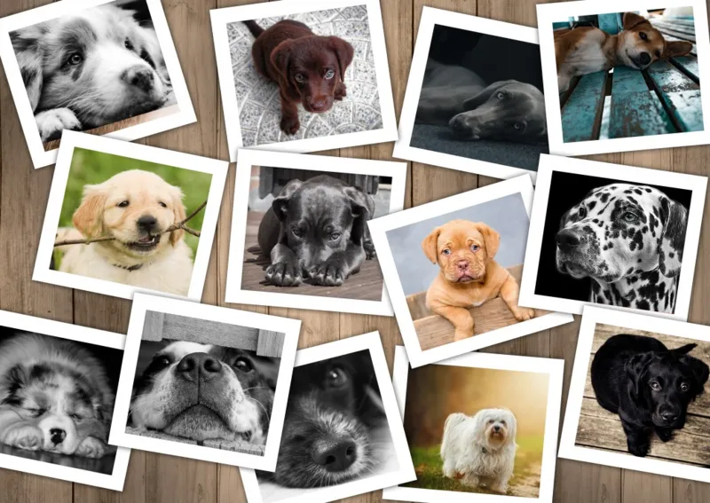 Hunde