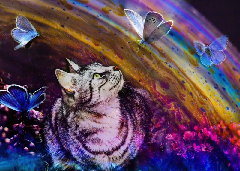 Katze und Schmetterlinge