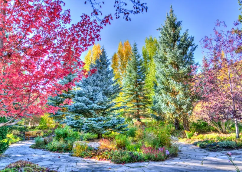 Bunter Wald, Colorado, USA