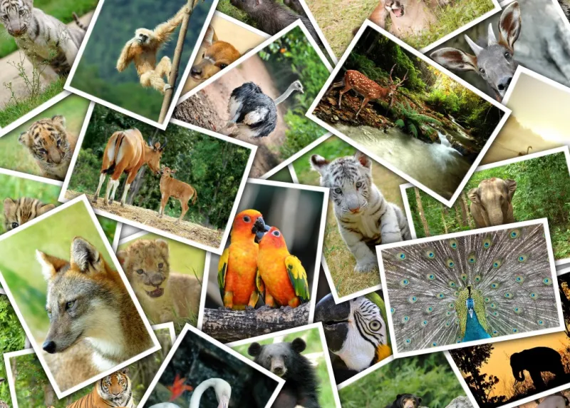 Promenade au Zoo