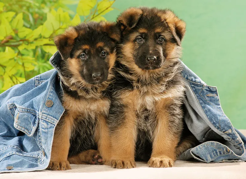 Welpen