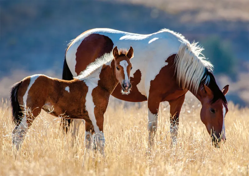 Mare and Her Foal