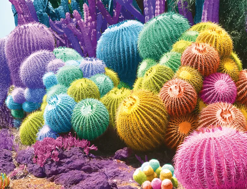 Regenbogen aus Kaktus