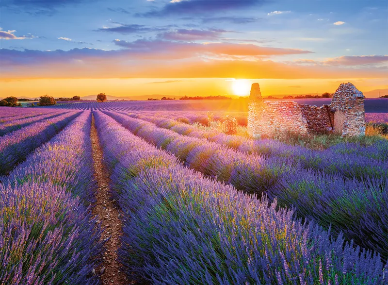 Französische Regionen - Lavendel, Valensole