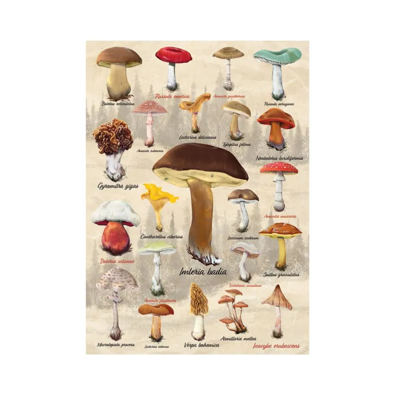Pilz-Collage