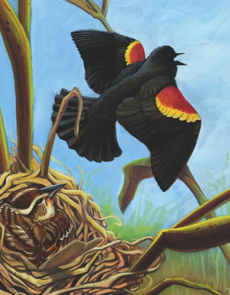Red-winged Blackbird