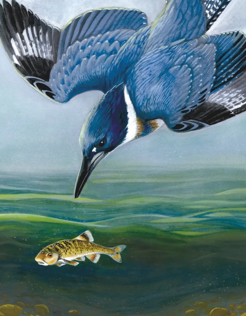 Belted Kingfisher