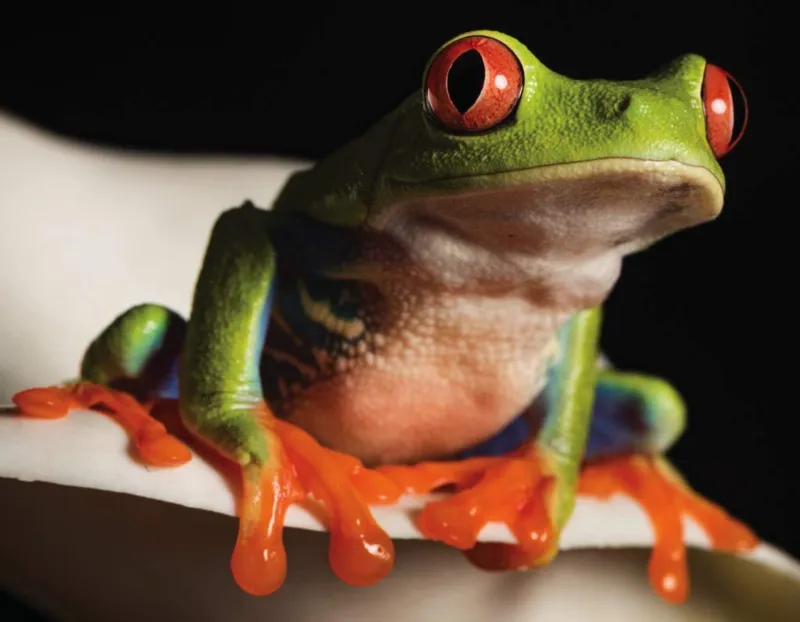 Red-Eyed Tree Frog Mini