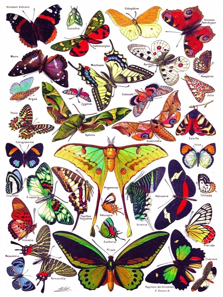 Butterflies - Papillons
