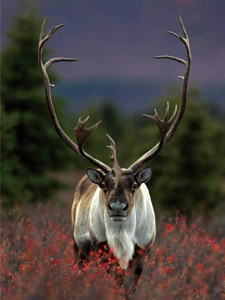 Spirit of the North
