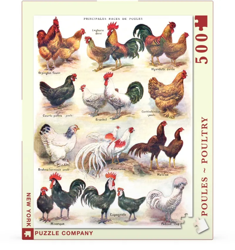 XXL Teile - Poules - Poultry