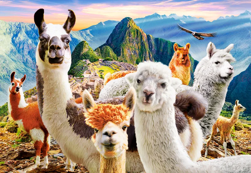 Lamas-Selfie