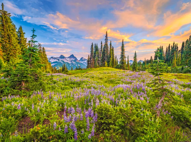 Blüten des Morgens