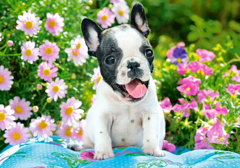 Französische Bulldogge