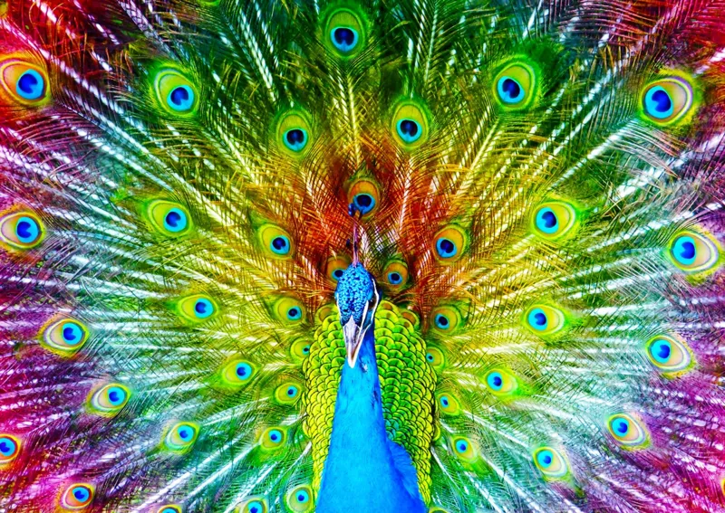 Bunter Pfau
