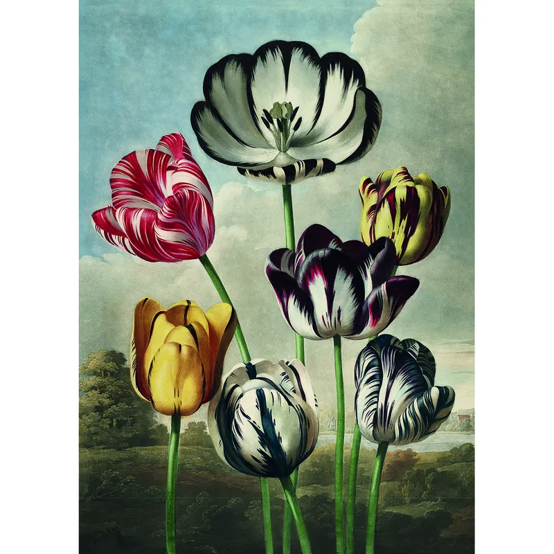 Tulpen