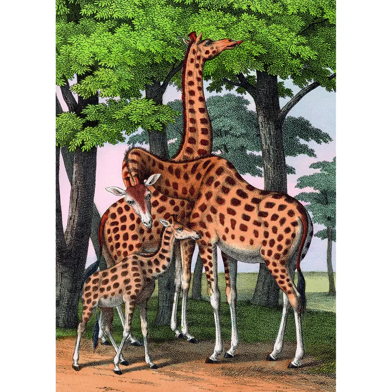 Giraffen