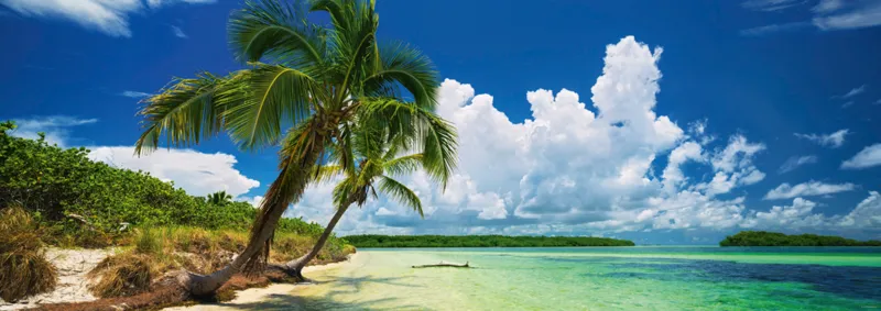Paul Marcellini - Paradise Palms