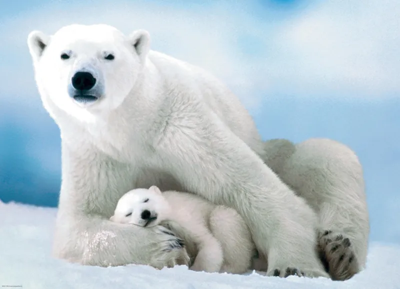 Eisbär und Baby