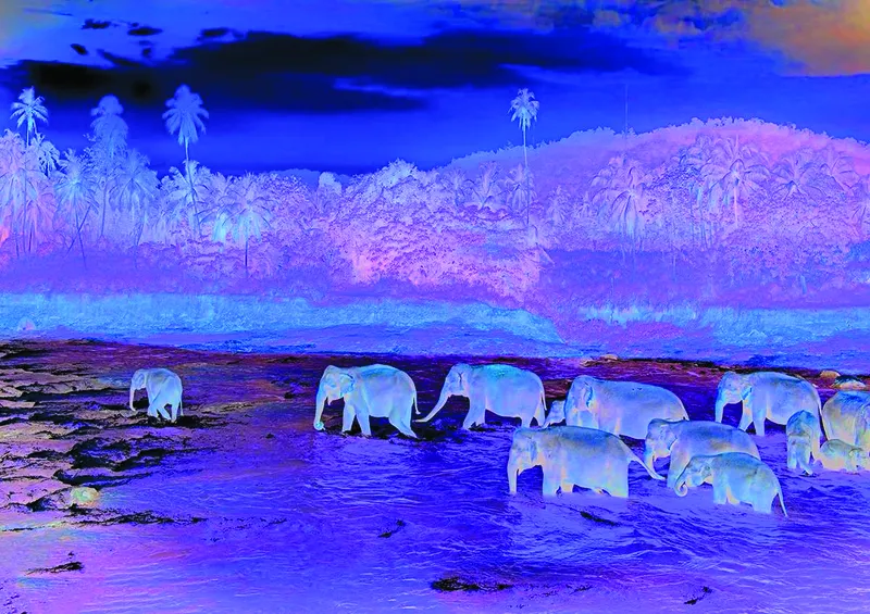 Save our Planet Collection - Regenwald