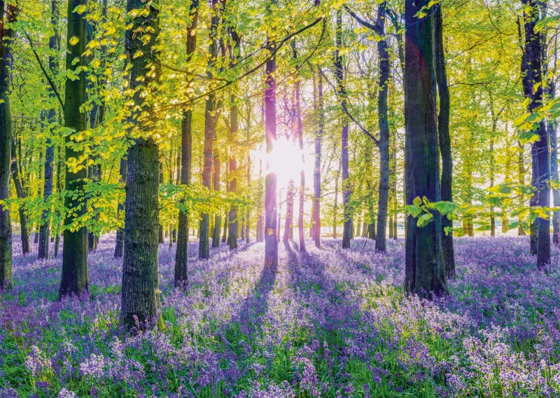 Zarte Glockenblumen im Wald