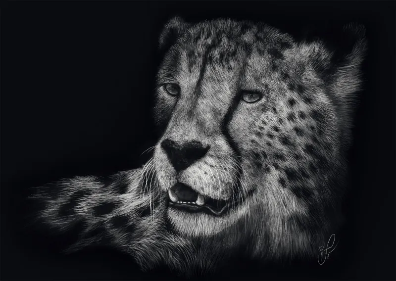 Speed - Gepard : Im Zeichen der Anmut 