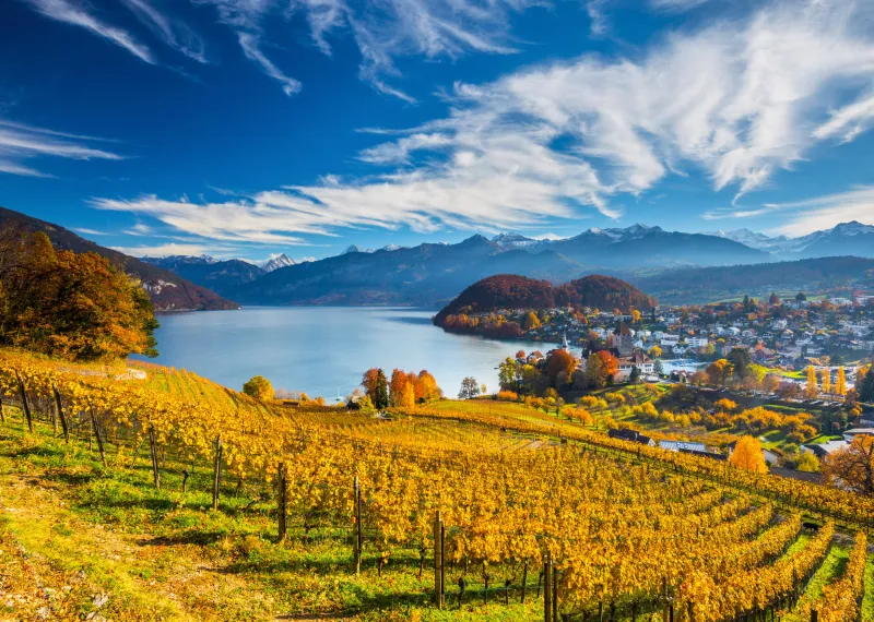 Vineyards