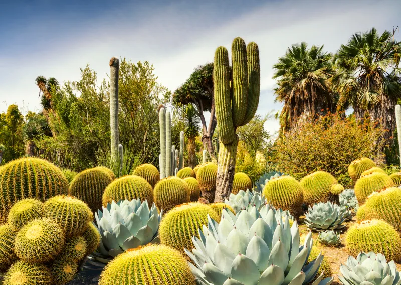 Der Huntington Desert Garden, Kalifornien, USA