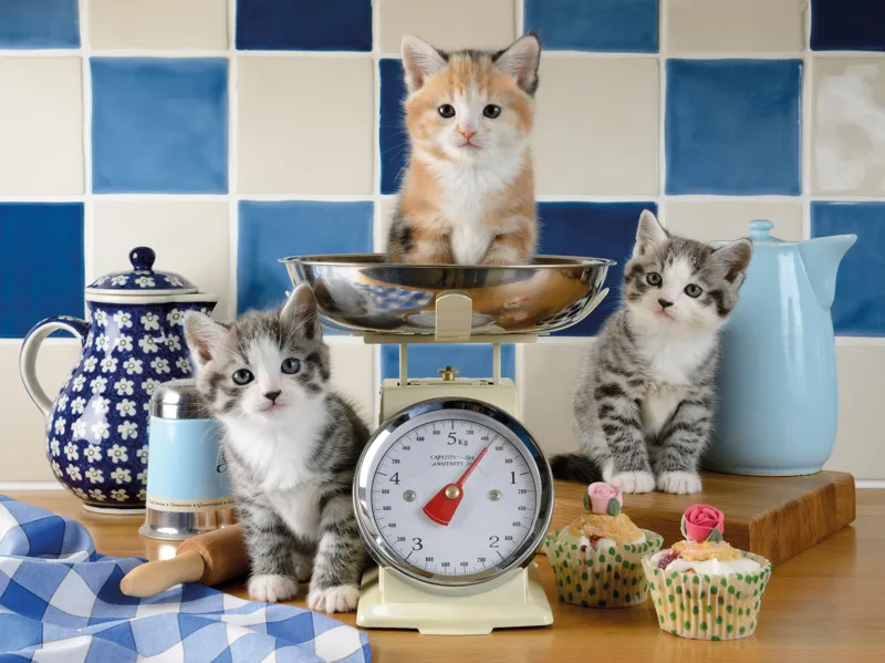 Kätzchen in der Küche
