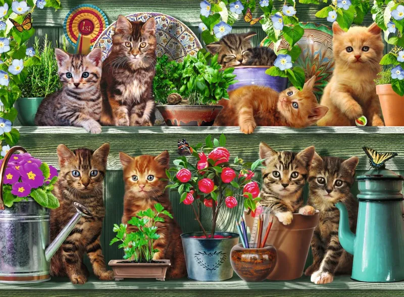 Katzen im Regal